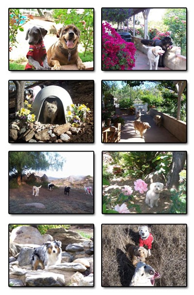 Canine Solutions — dog trainer in Temecula, CA