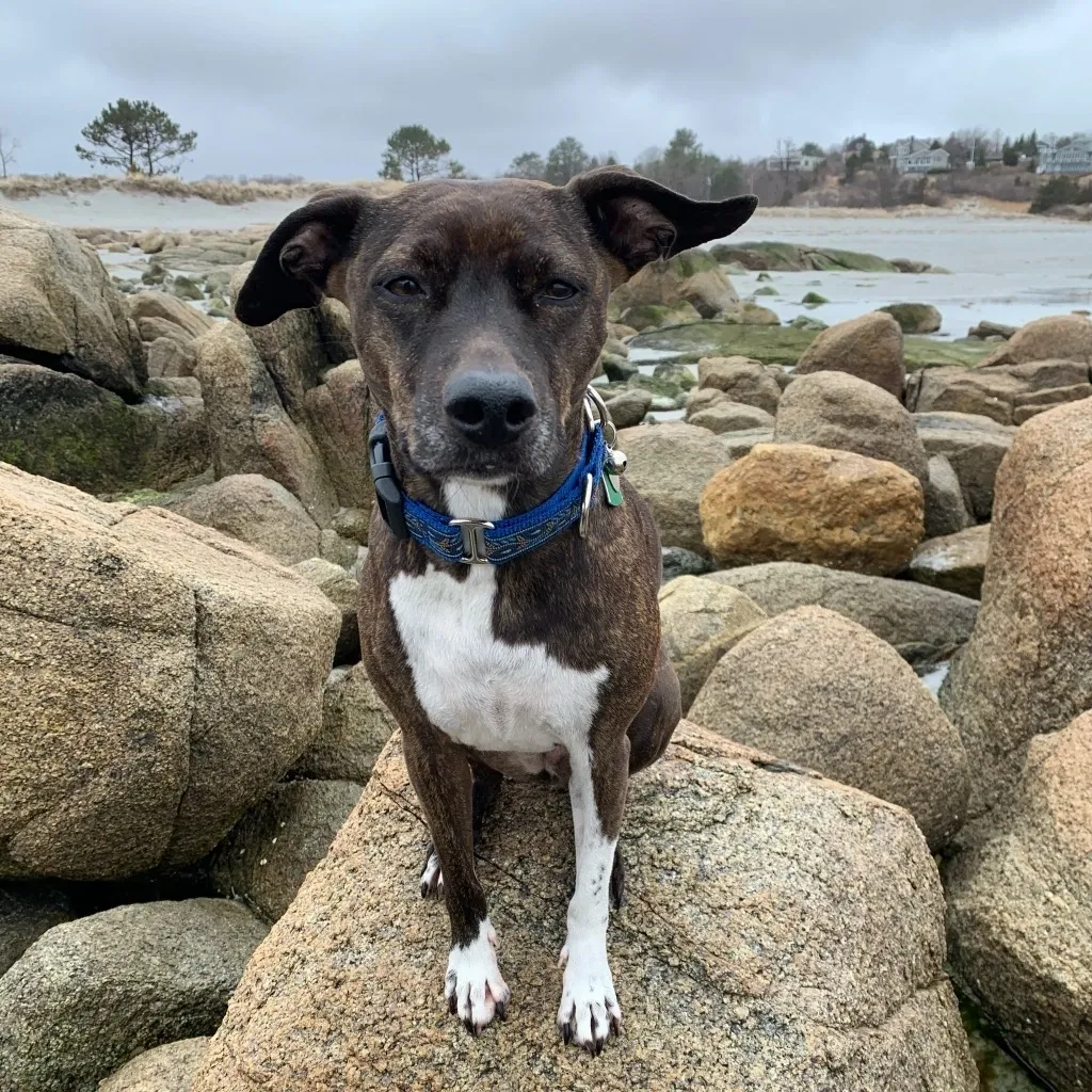The Brainy Mutt