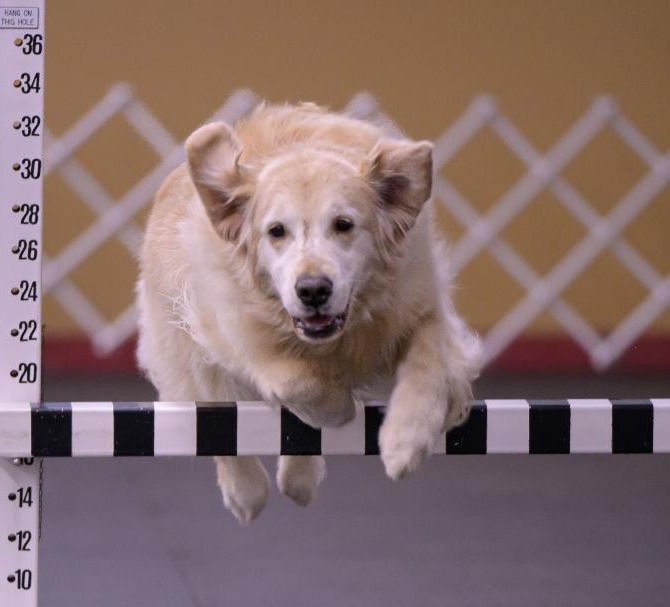 Obedience Dog Training Club