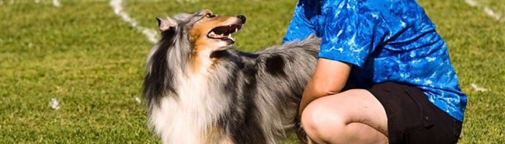 K9 Kelts Dog Training — dog trainer in Redding, CA
