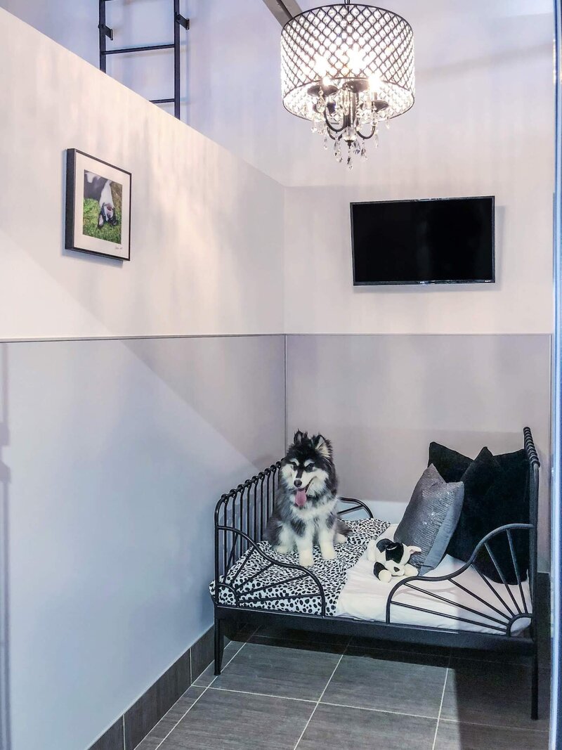 Spot On Veterinary Hospital & Hotel – Stamford