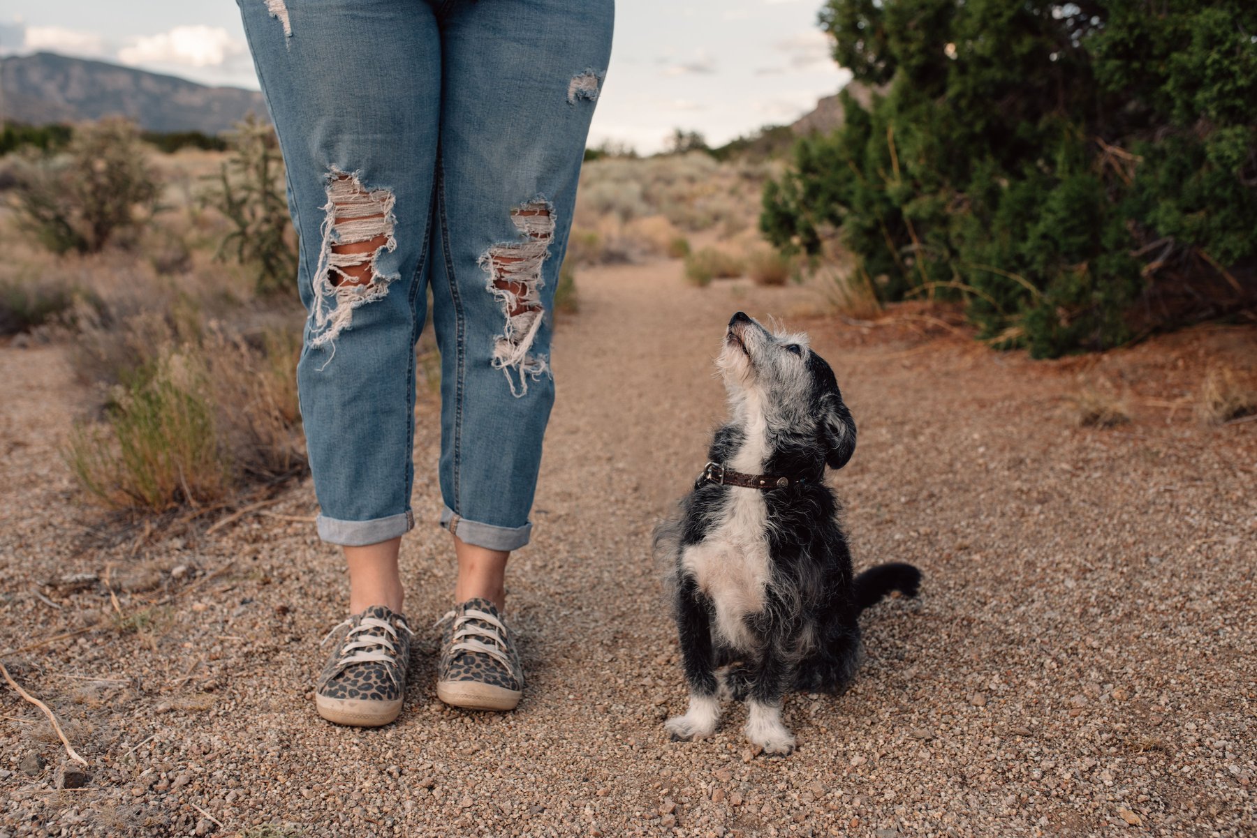 Heart Dog Behavior and Training — dog trainer in Albuquerque, NM