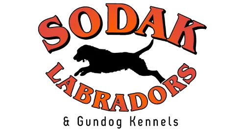 SoDak Labradors & Gundog Kennels LLC