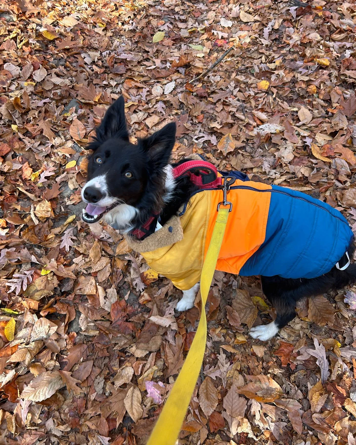 Colorful Compassion Dog Training