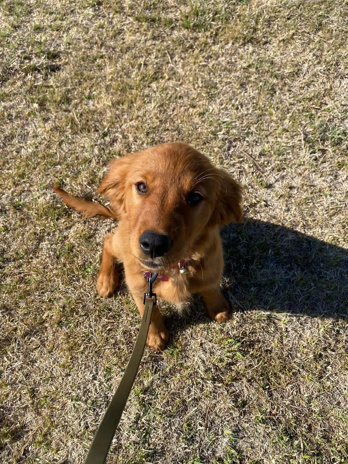 Waypoint Dog Training
