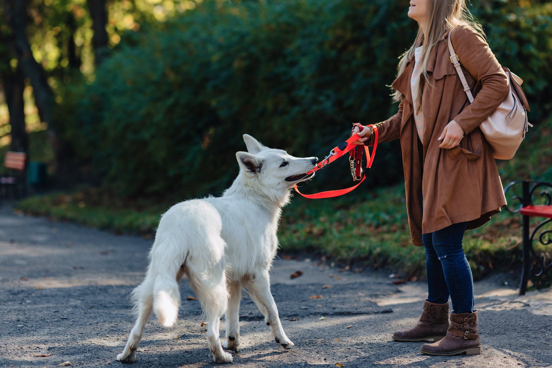 Smarty Dog Training — dog trainer in Dallas, TX