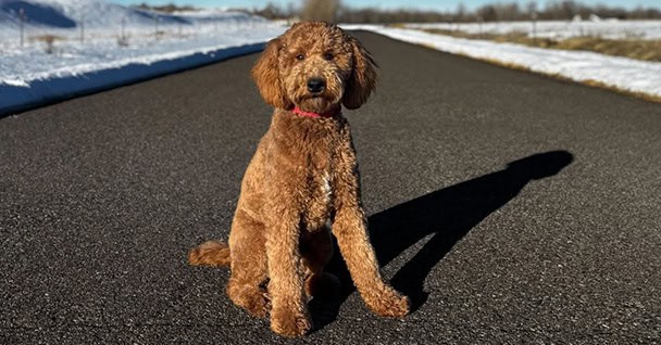 Sit Means Sit Dog Training – Bozeman