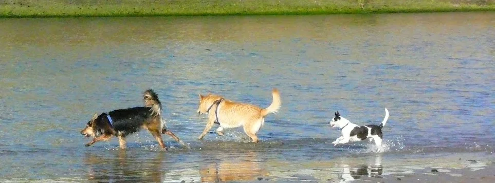 The Pawsitive Pooch, llc