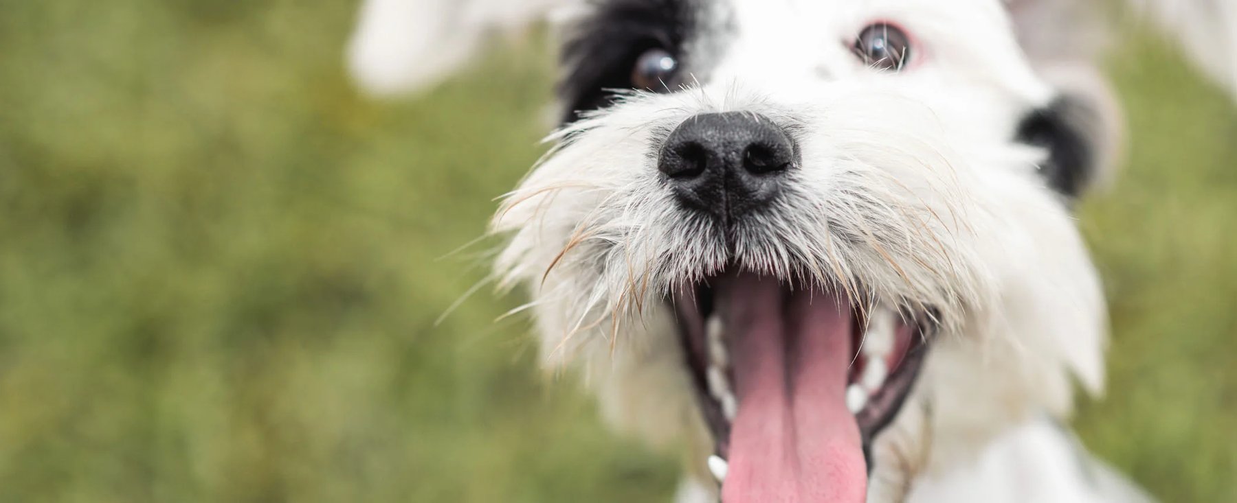 Happy Homes Dog Daycare and Training