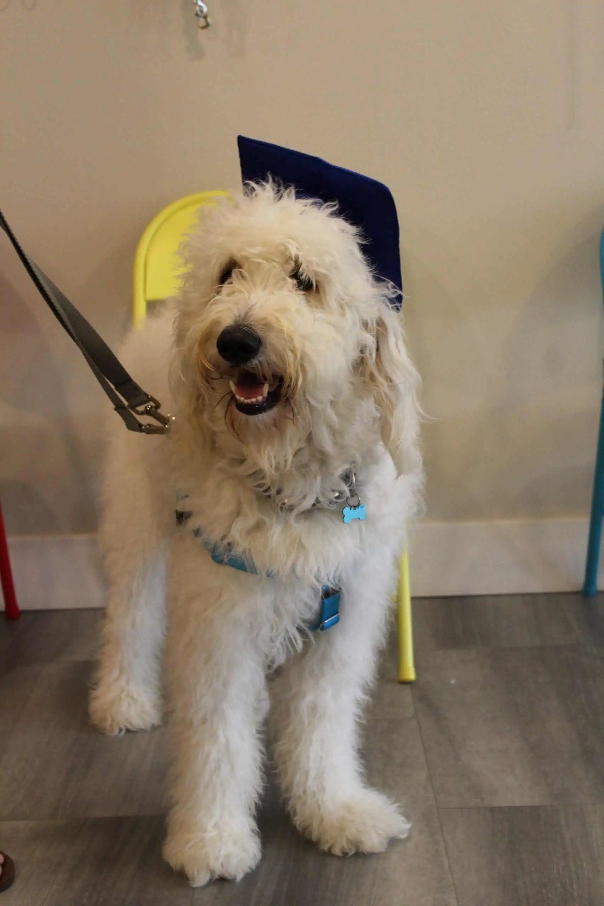 East Bay Dog Spot Dog Training — dog trainer in Pensacola, FL