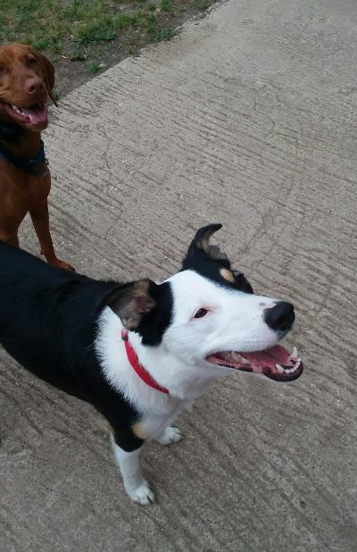 Lara's Canine Solutions 2(San Marcos/ Wimberley) — dog trainer in San Marcos, TX