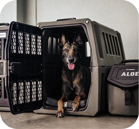 Paws On The Ground Dog Training