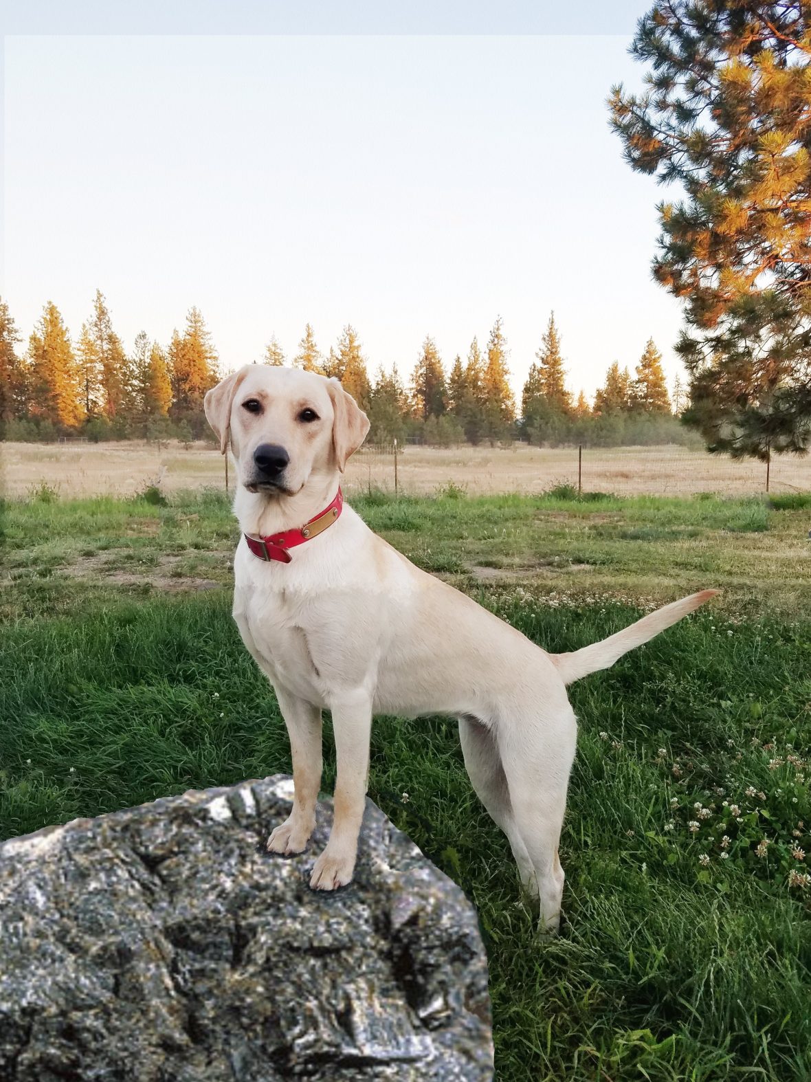 Sunny Skies Retrievers
