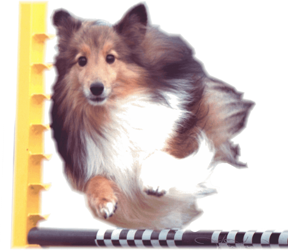 Competition Canine — dog trainer in Placerville, CA