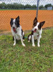 ohana dog training