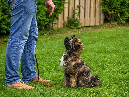 Angel Paws dogs training