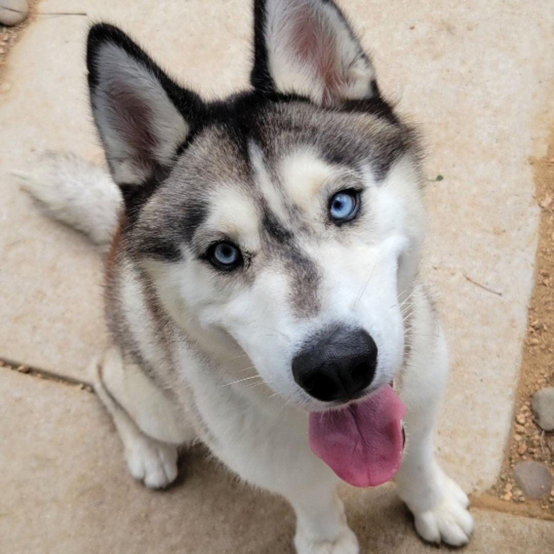 Happy Tails Complete Pet Care