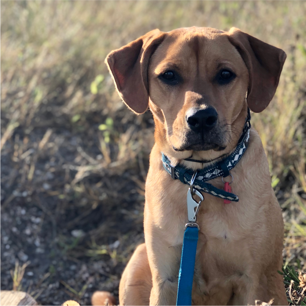 Austin Canine Academy