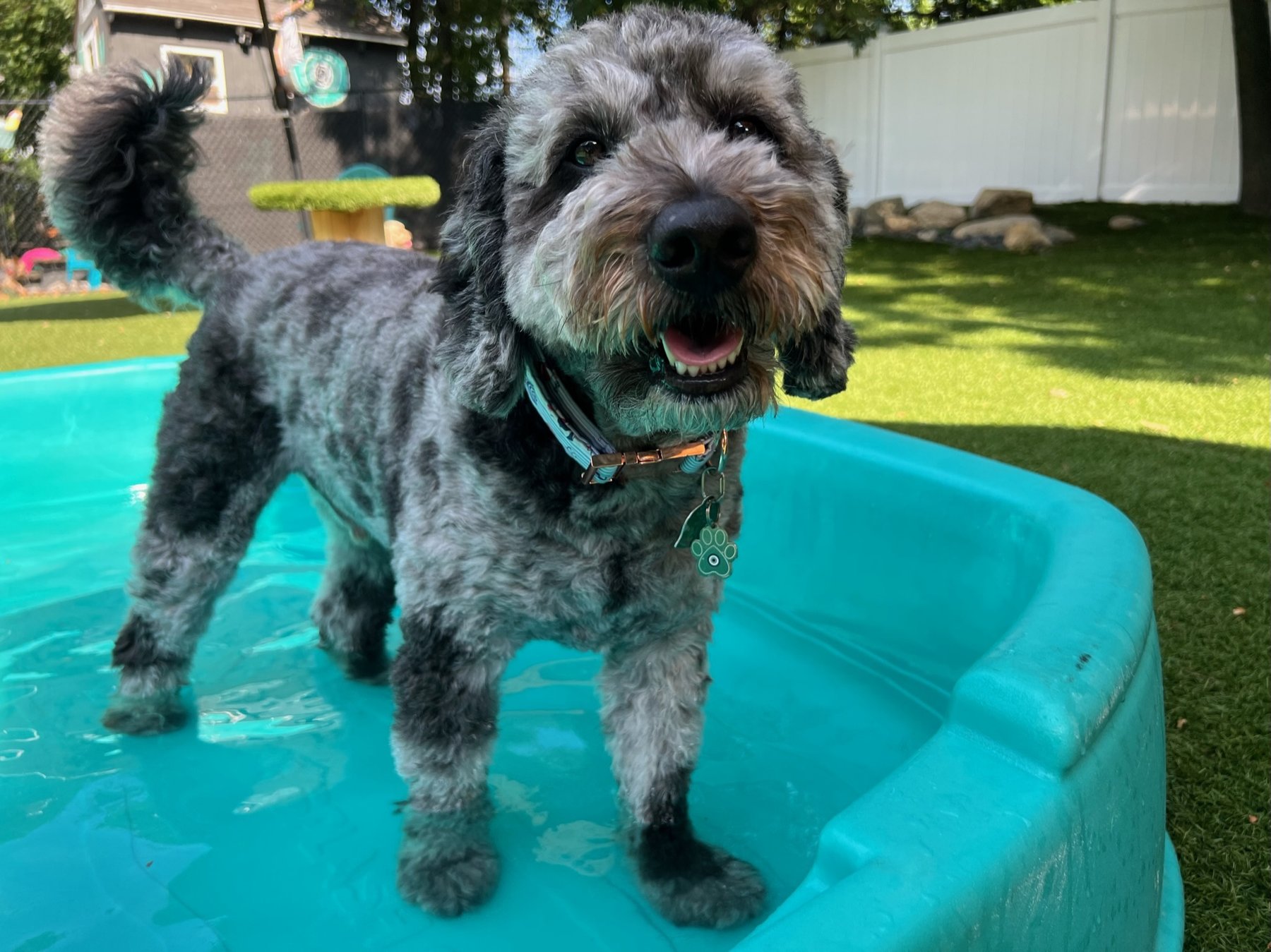Lewis & Bark Dog Daycare, Grooming, and Training — dog trainer in Worcester, MA