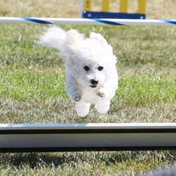 Santa Barbara Flyers Dog Sports