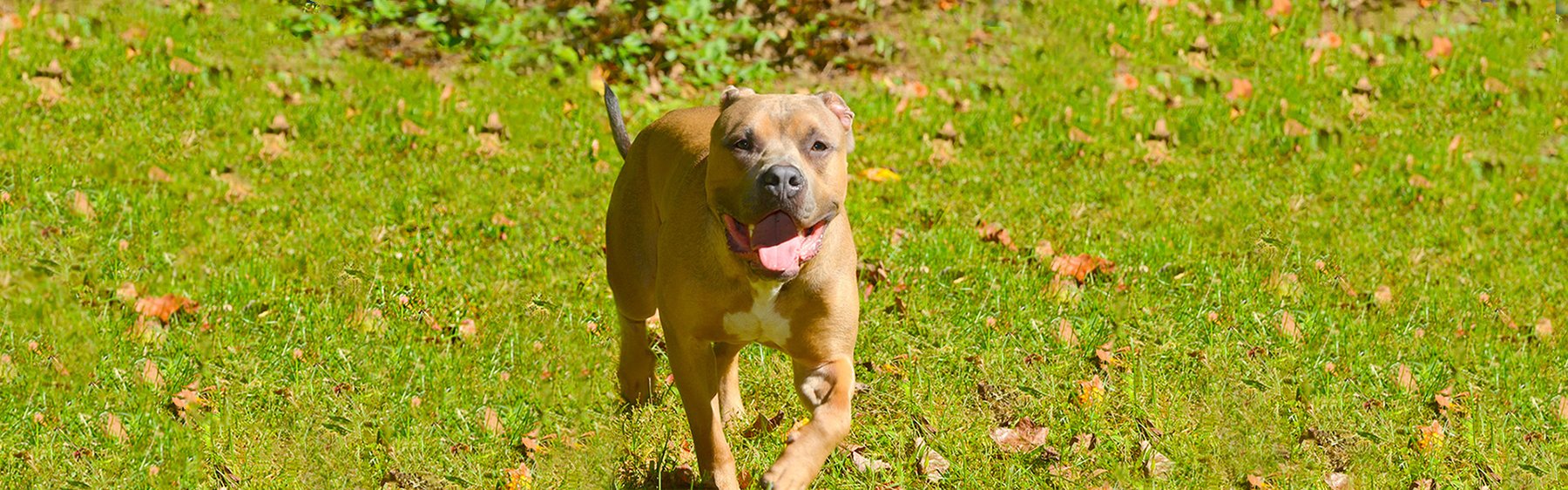 Your Dog and You — dog trainer in Deptford, NJ