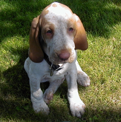 Plucky Puppy