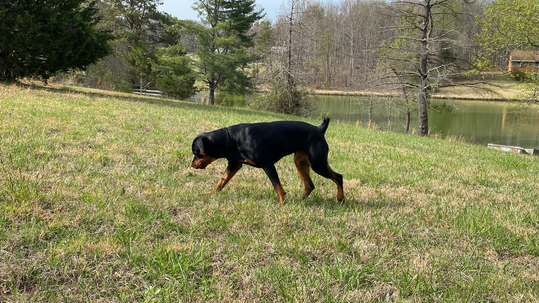 Mahonestead K9