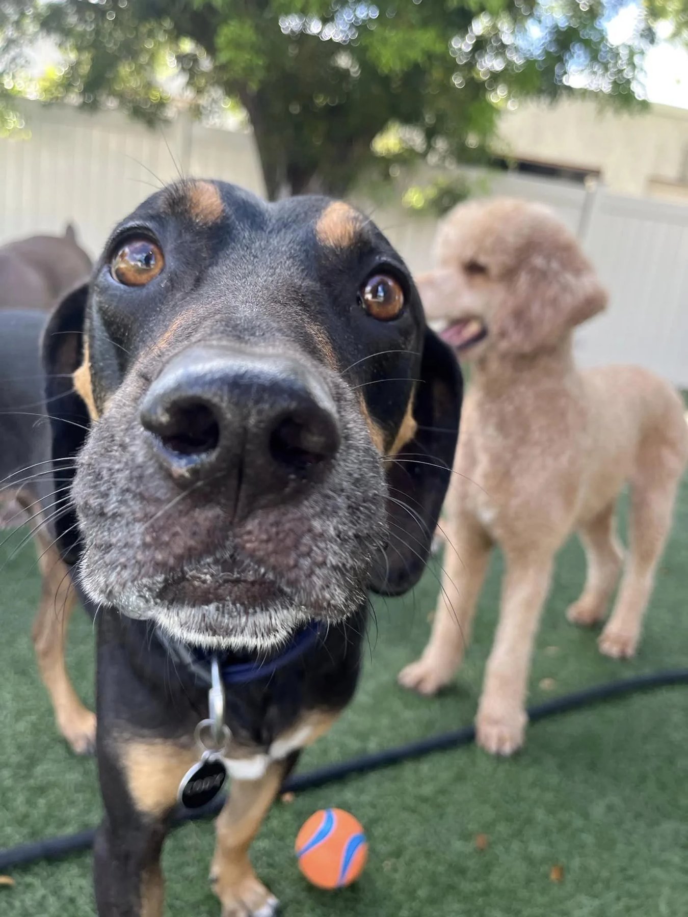 Busters Happy Tails