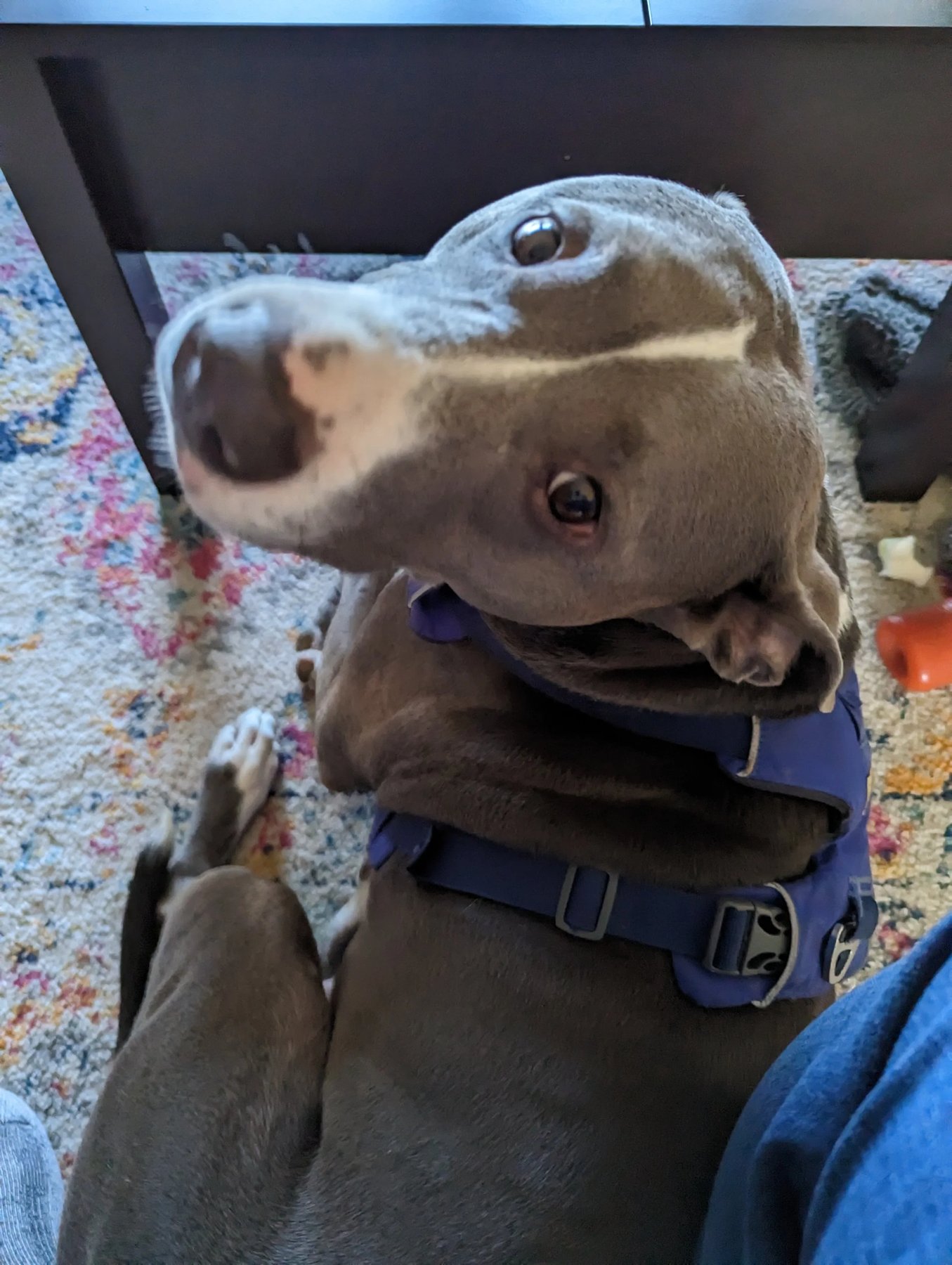 Furry Well-Being LLC
