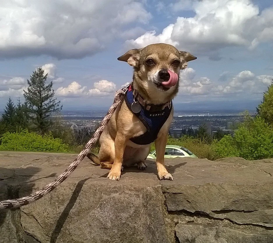 Blue Mountain Canine