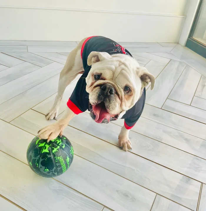 Lubbock Family Dog Training — dog trainer in Lubbock, TX