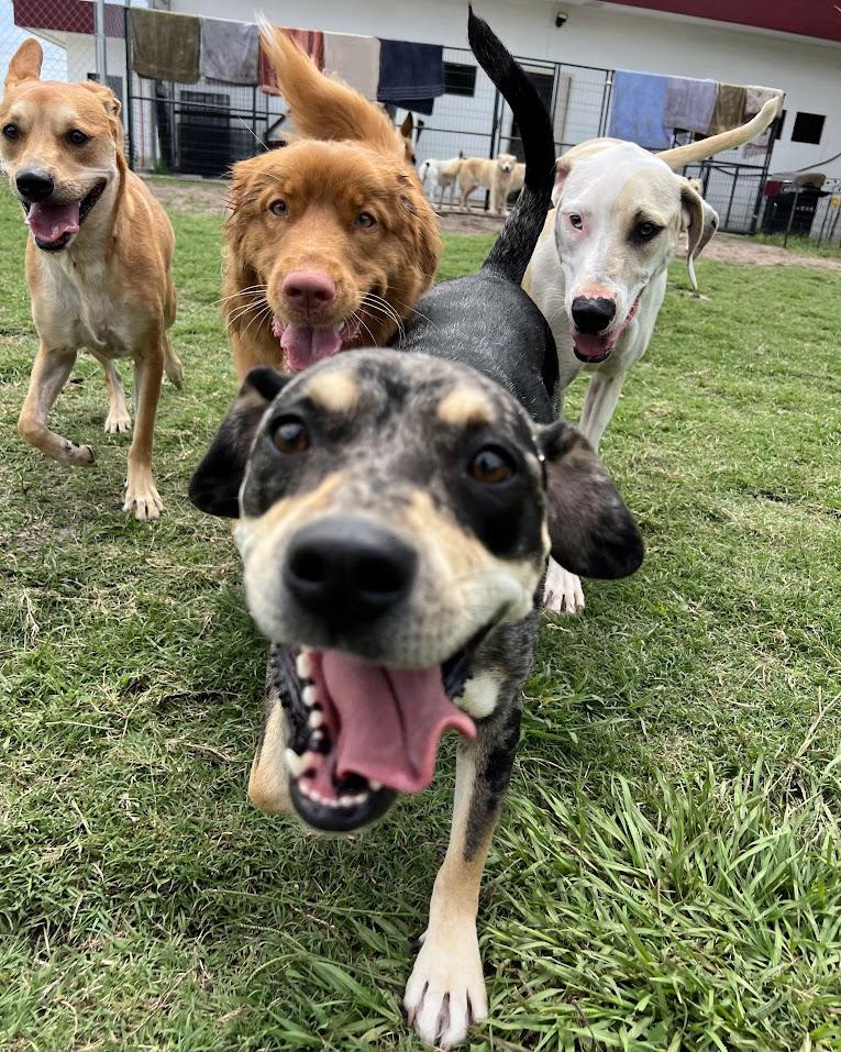 K9s Place
