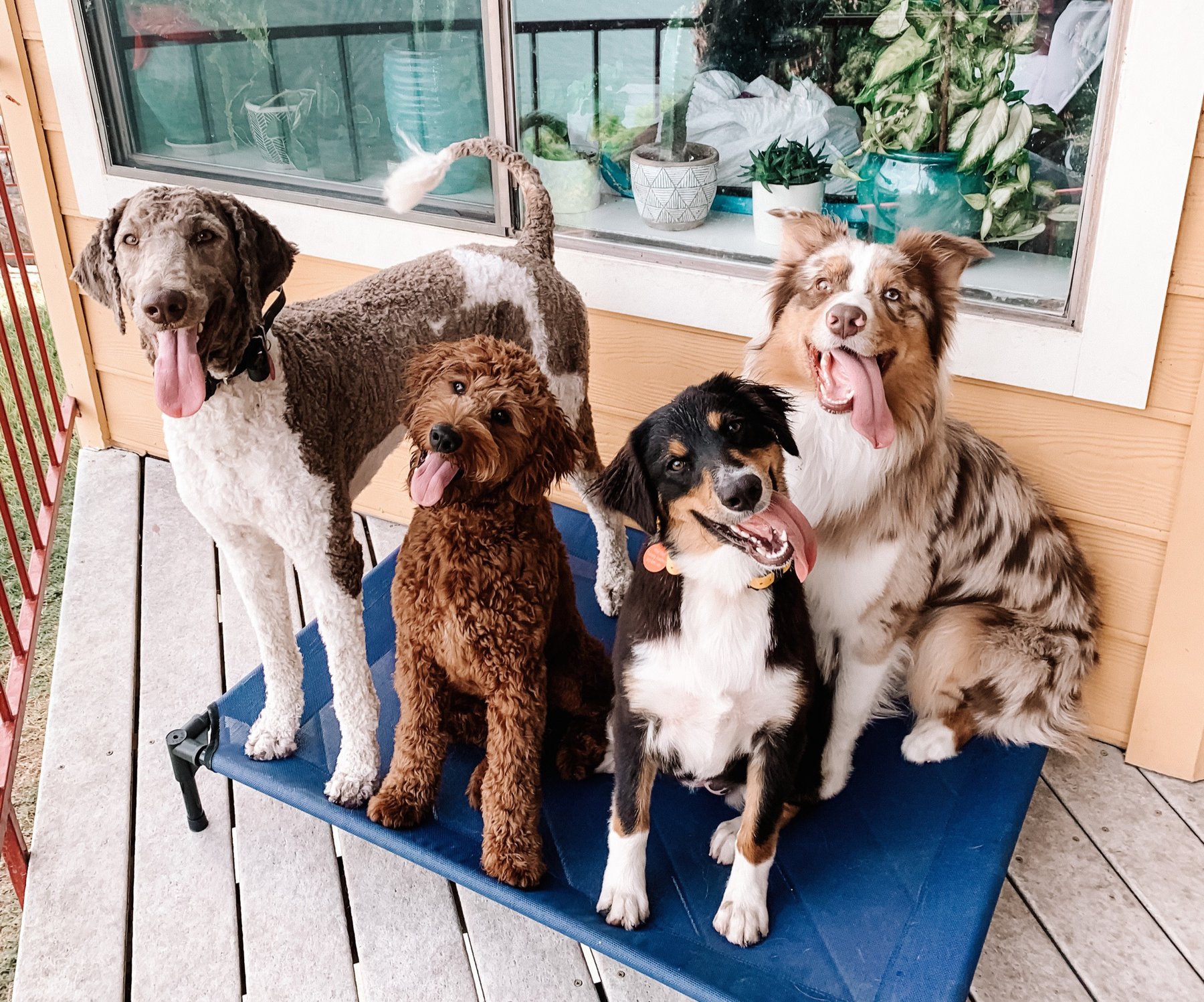 Wise Tails Academy — dog trainer in Austin, TX