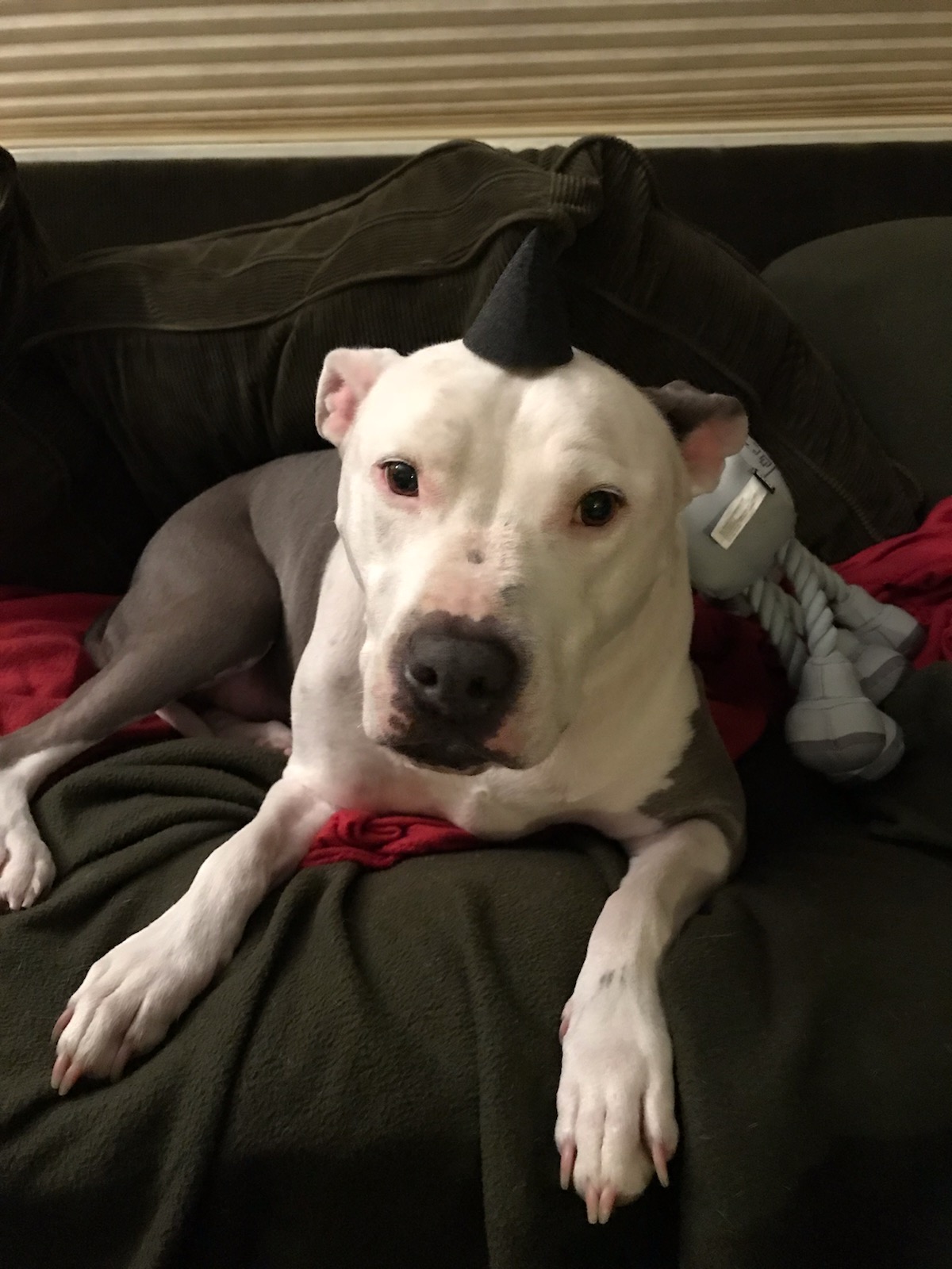 Mecole's Mobile Dog School — dog trainer in Sacramento, CA