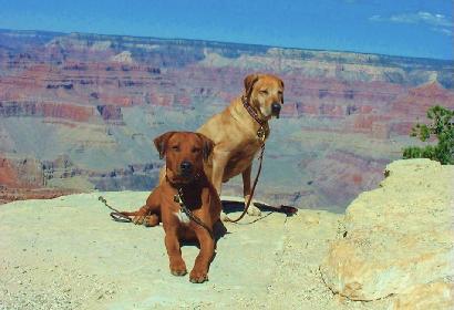 2 Feet & 4 Paws Forward Dog Training