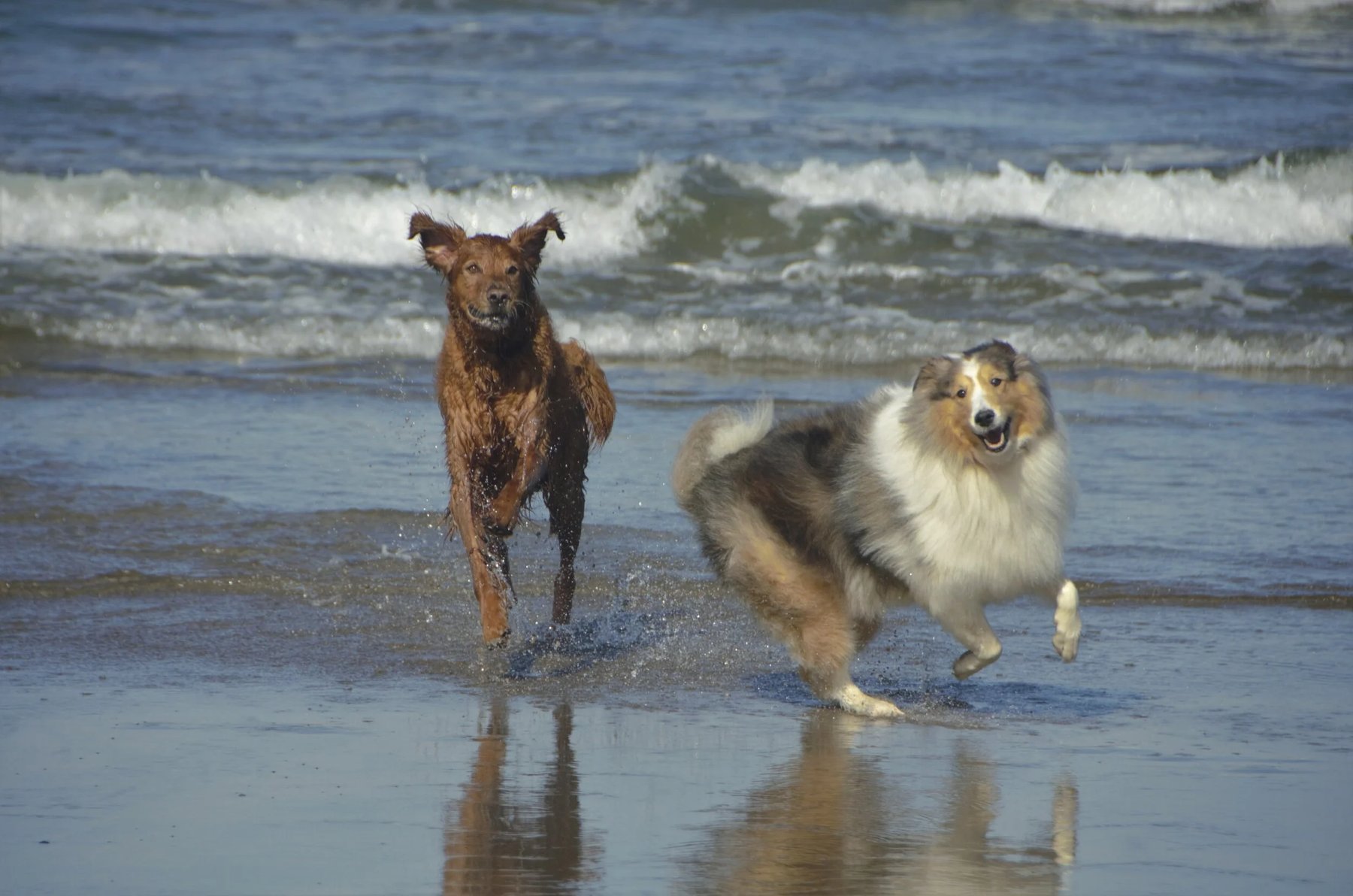 Beach Dogs Canine Behavior Consultants