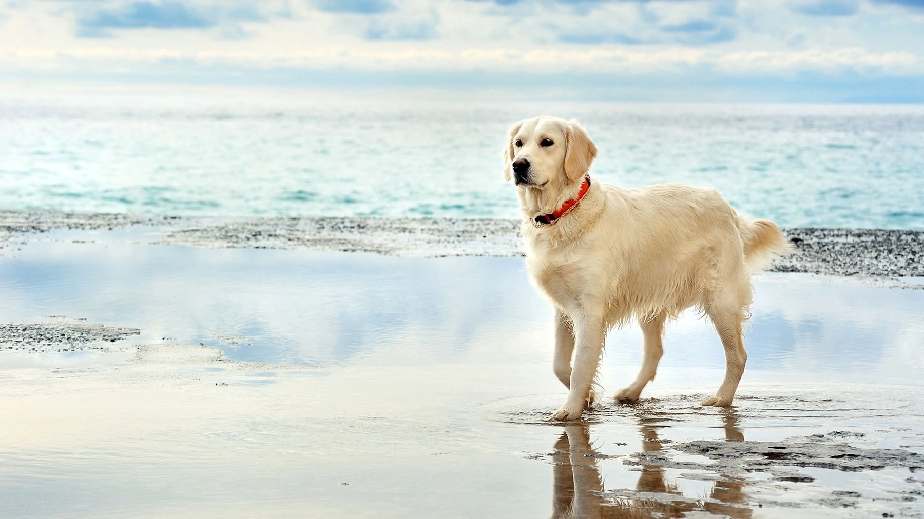 Sit Means Sit Dog Training Tampa — dog trainer in Brandon, FL