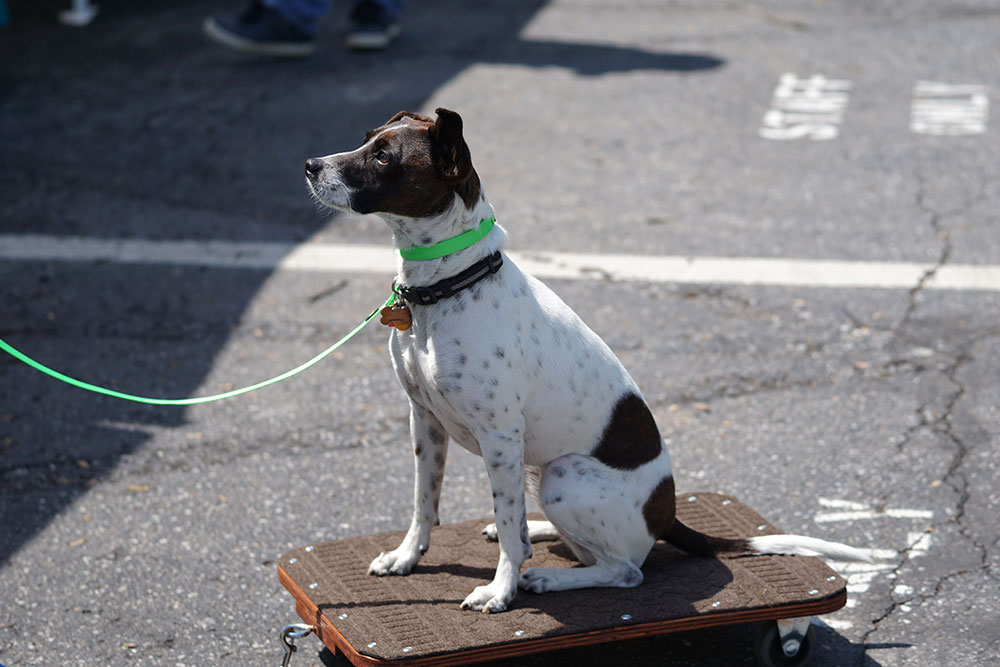 Seattle Family Dog Training