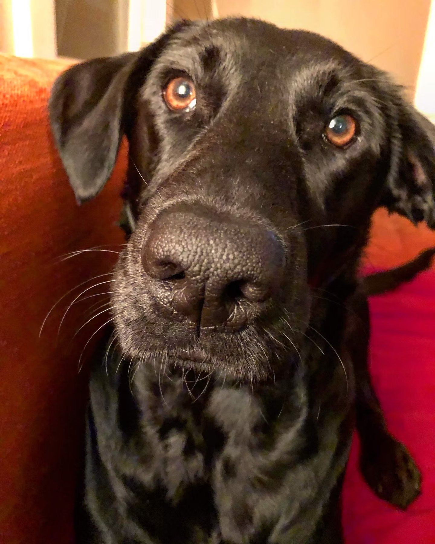 My Wonderful Dog