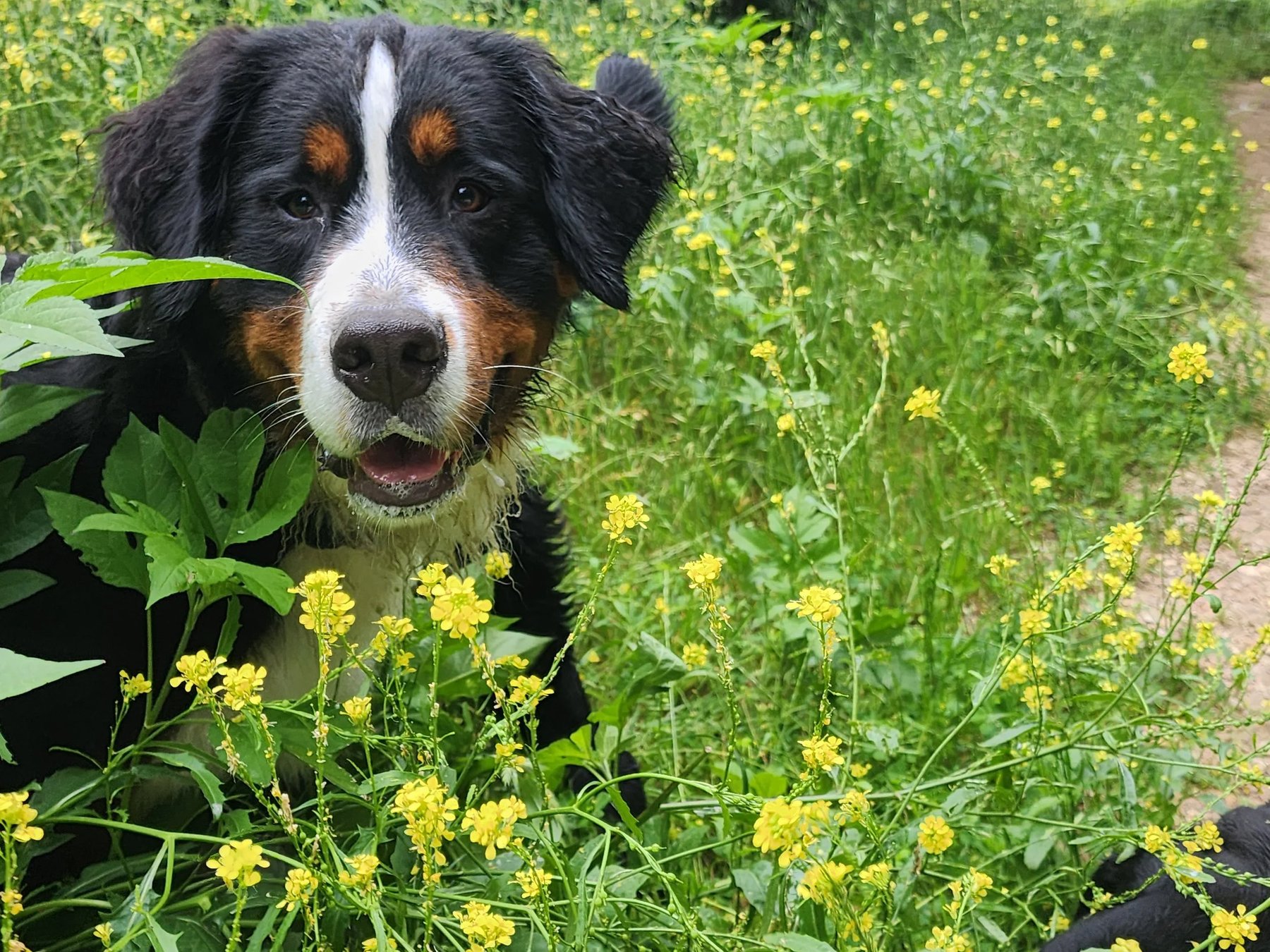 Dogpeople Embark LLC