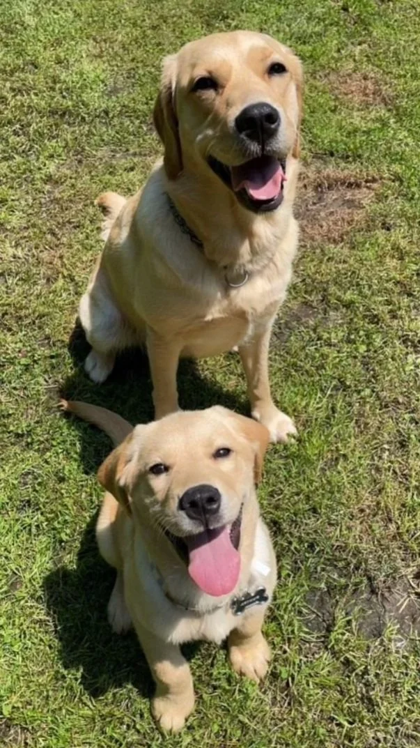 Look Ma, No Paws Dog Training — dog trainer in Framingham, MA