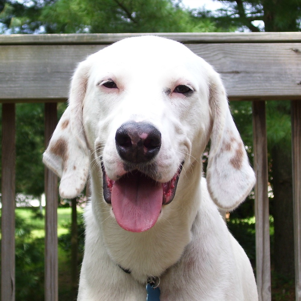 BrindleDog Behavior Services