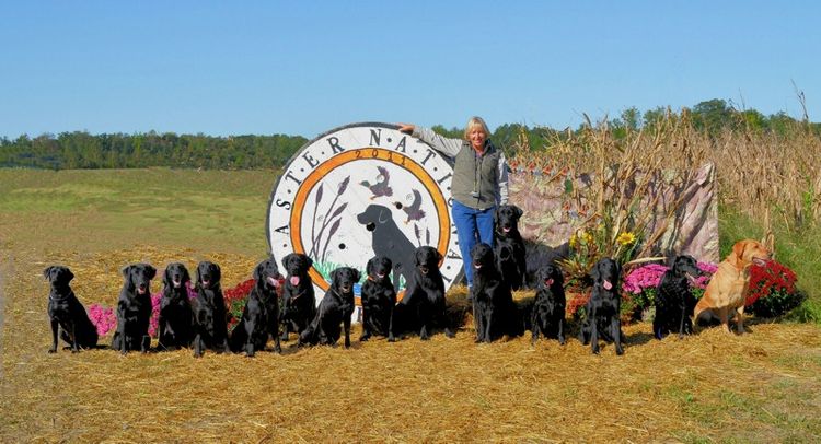 Morningside Retriever Kennels — dog trainer in Tallahassee, FL