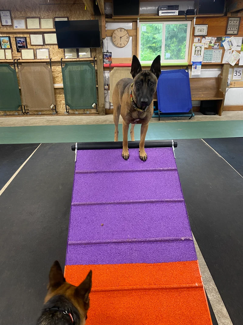 Whispering X K9 Training Academy