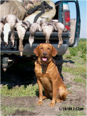 DawgOnIt Retrievers — dog trainer in Corpus Christi, TX