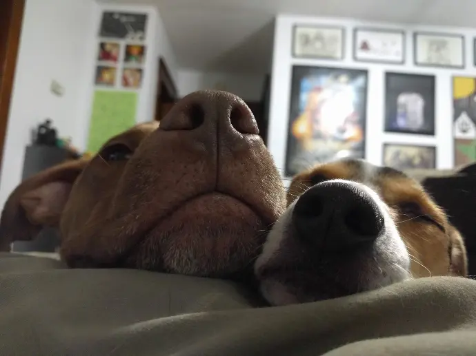 Willful Dogs