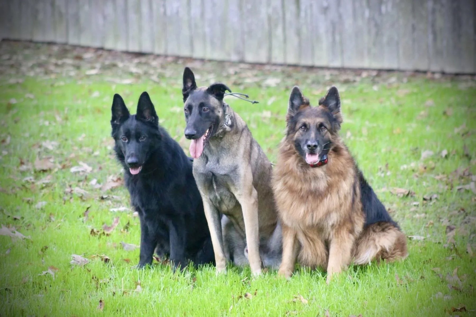 Circle K9