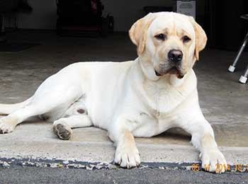 CNY Pet Training & Behavior — dog trainer in Syracuse & Central New York, NY