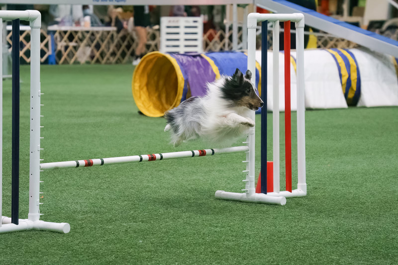 TurnDogs Agility — dog trainer in Bridgewater, NJ