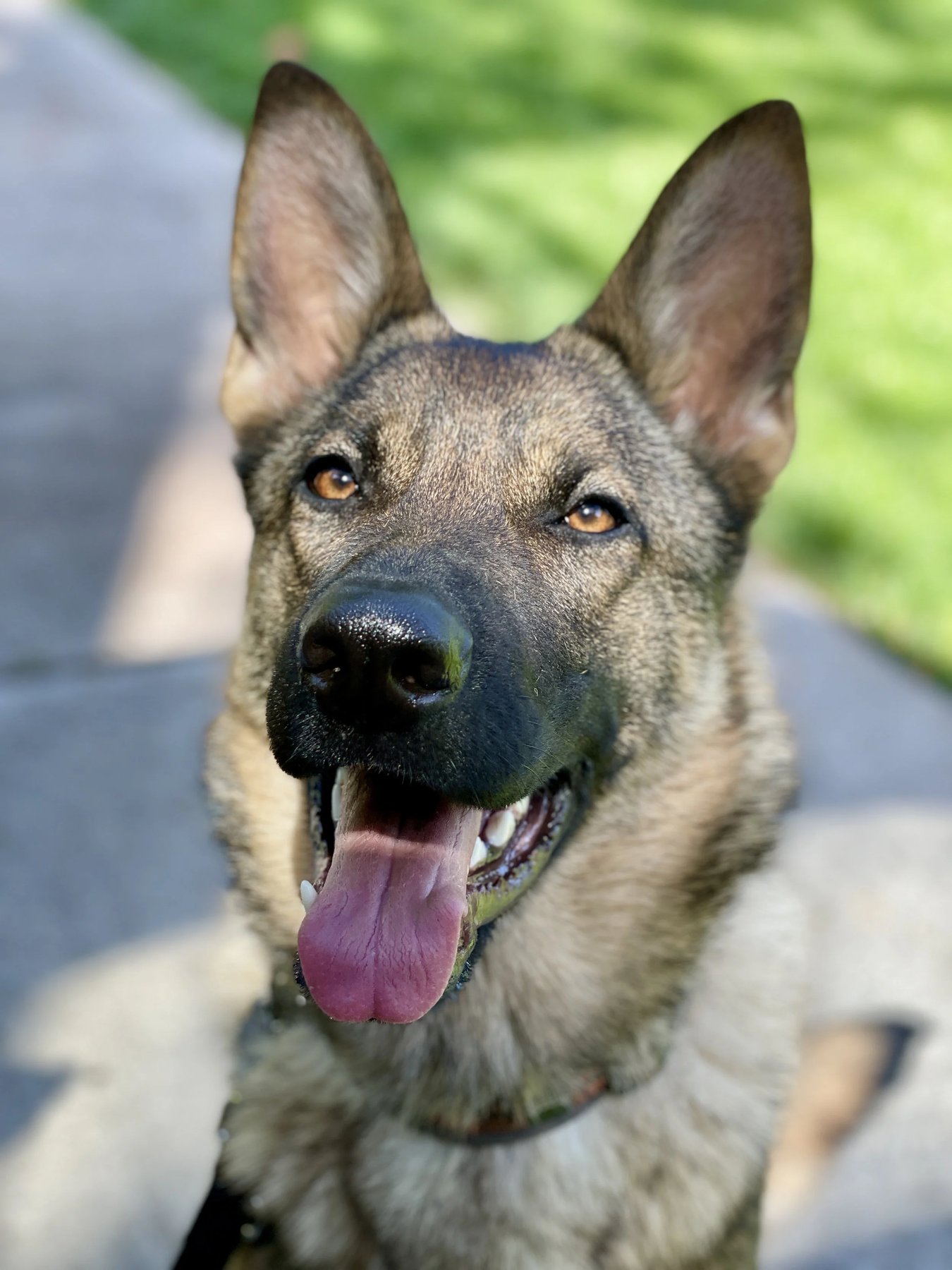 Good Dog Training – Spokane